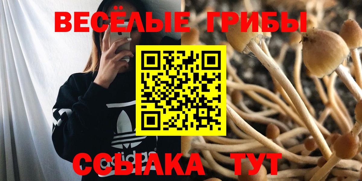 купить наркотики сайты  Вход с VPN  Чехов  Псилоцибиновые грибы Cubensis 